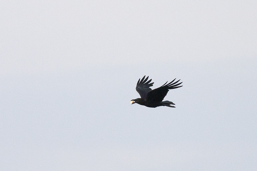 Northern Raven