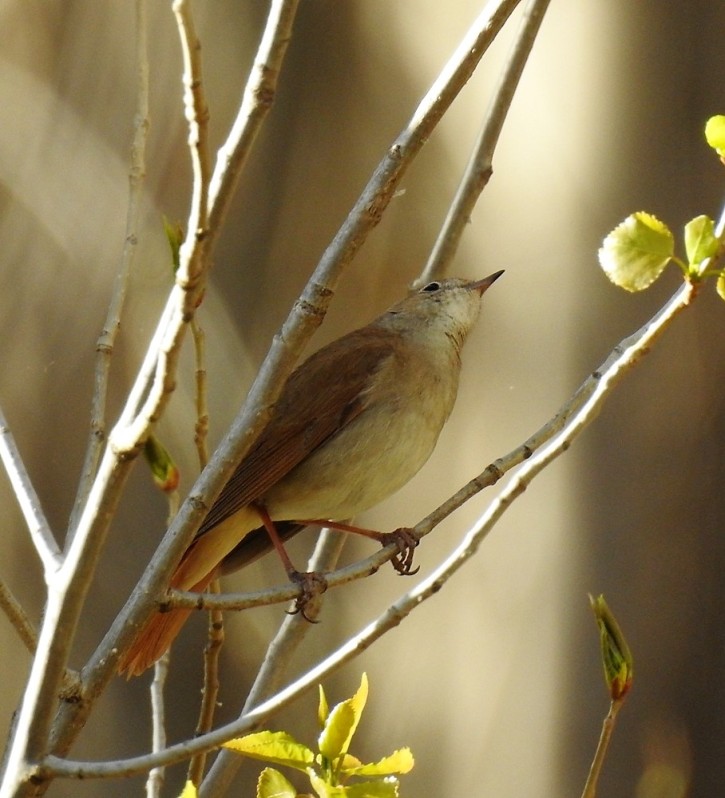 Common Nightingale