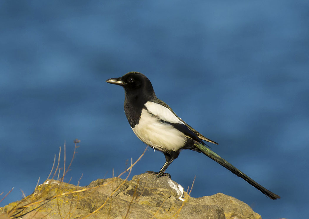 Eurasian Magpie