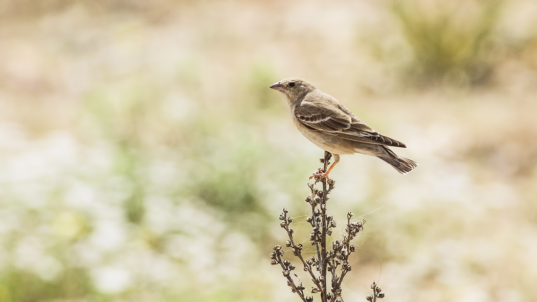 Pale Rockfinch