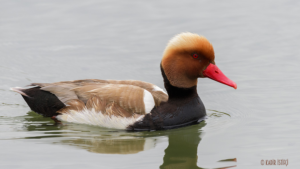 Red-crested Pochard