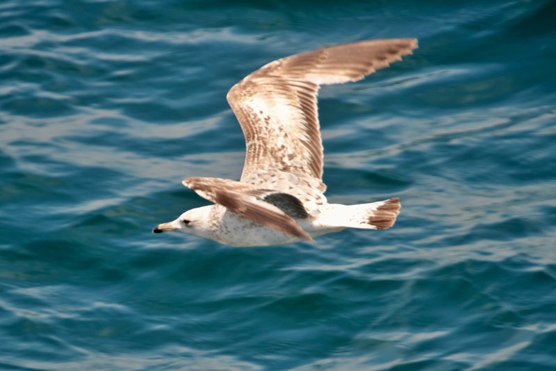 Yellow-legged Gull