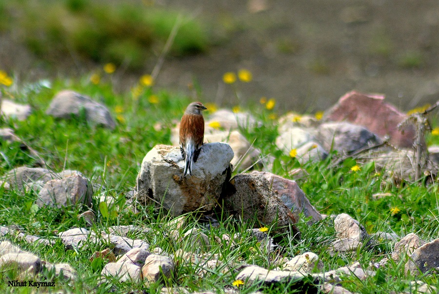 Common Linnet