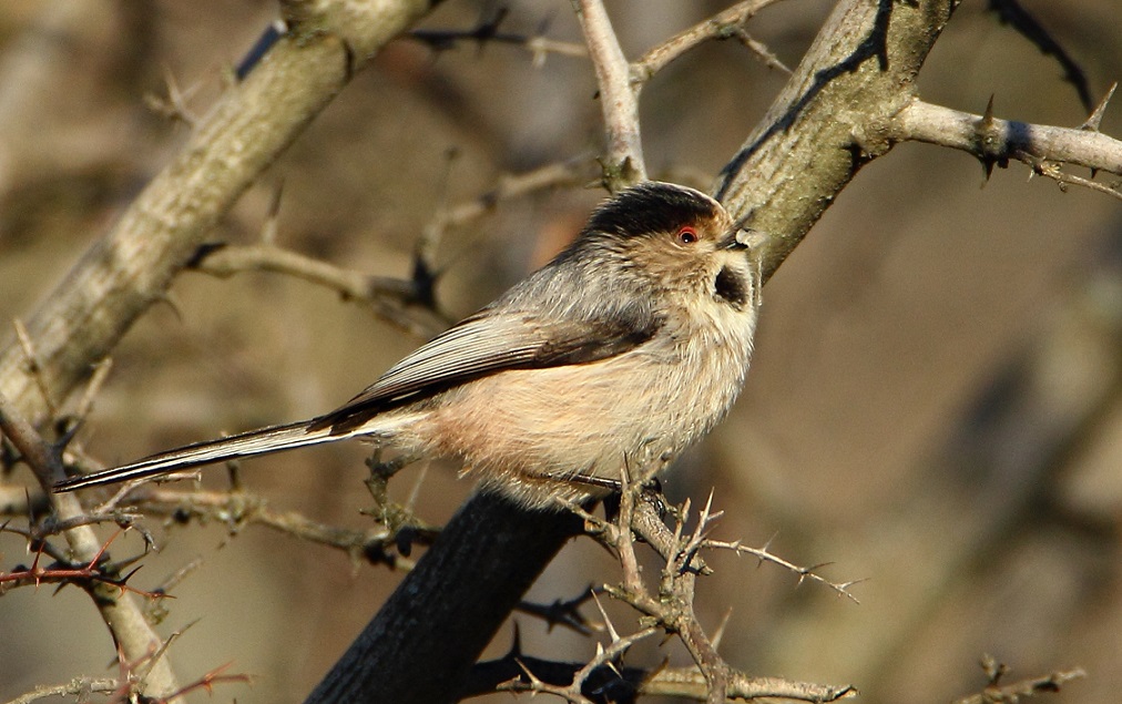 Long-tailed Tit