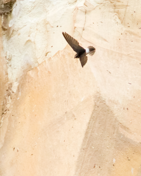 Little Swift