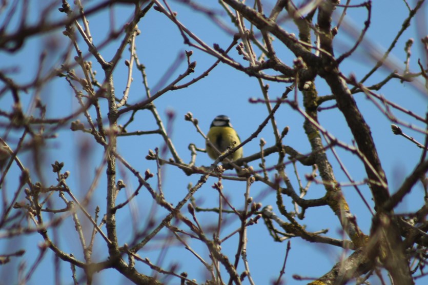 Eurasian Blue Tit
