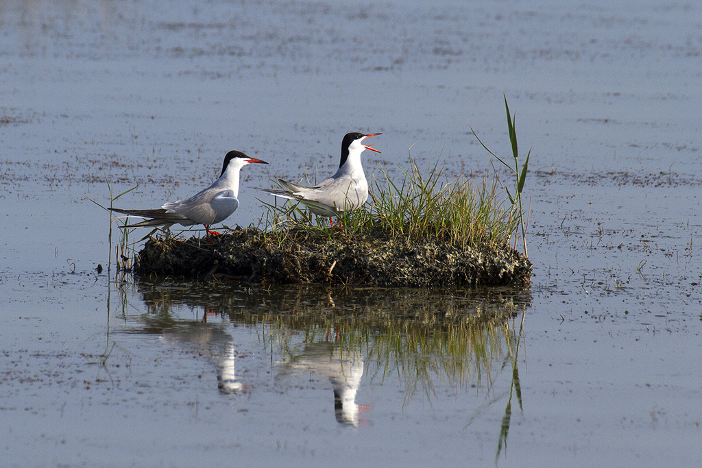 Common Tern