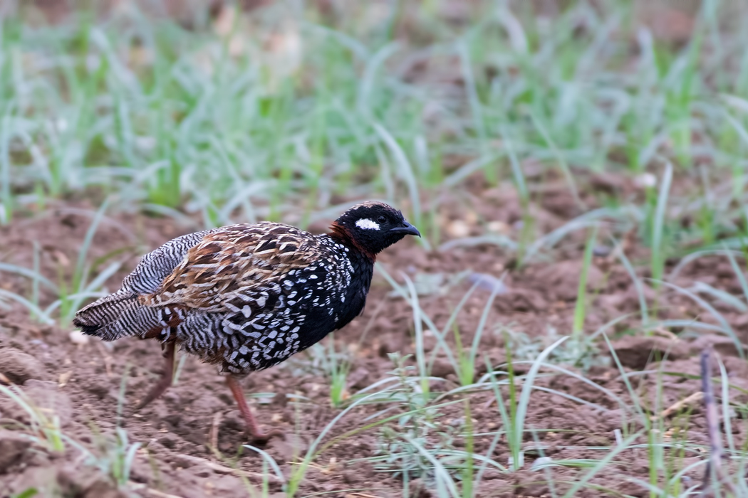 Black Francolin