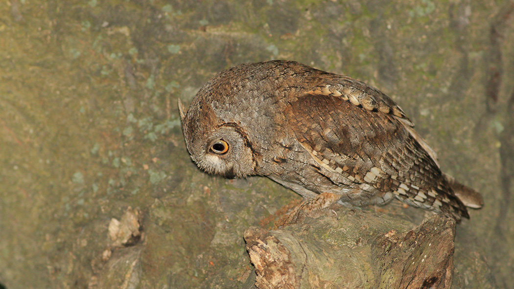 Eurasian Scops Owl