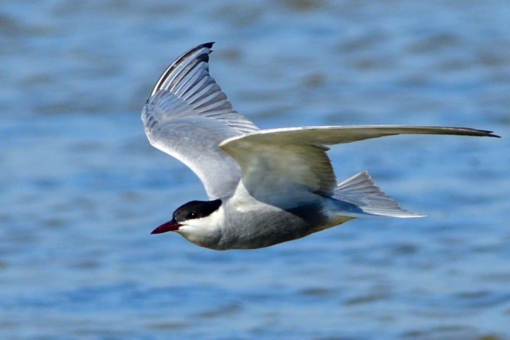 Whiskered Tern