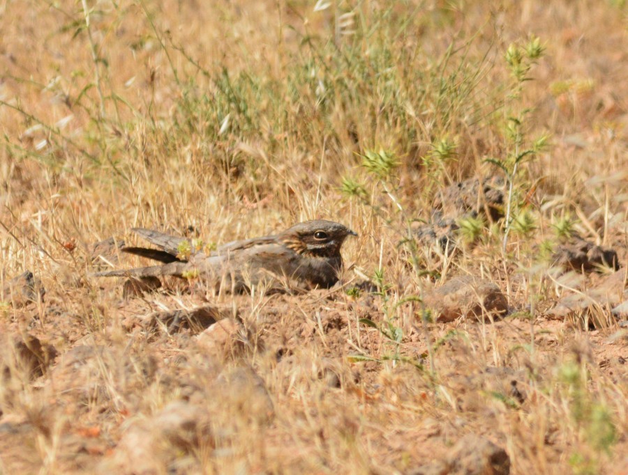 European Nightjar