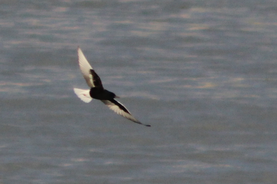 White-winged Tern