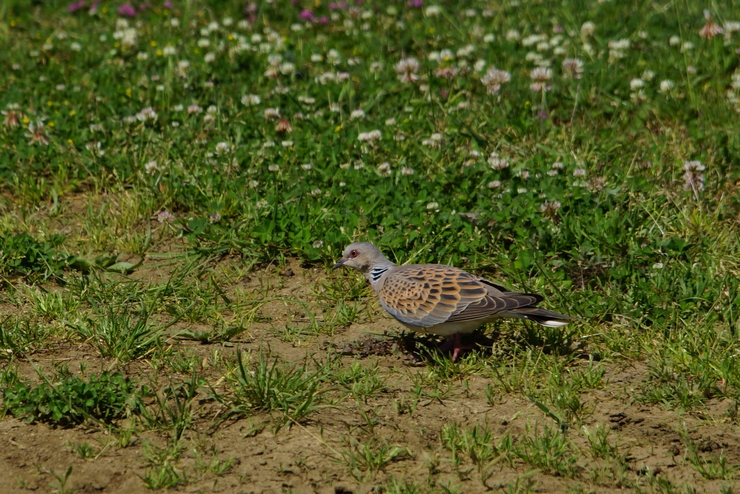 European Turtle Dove