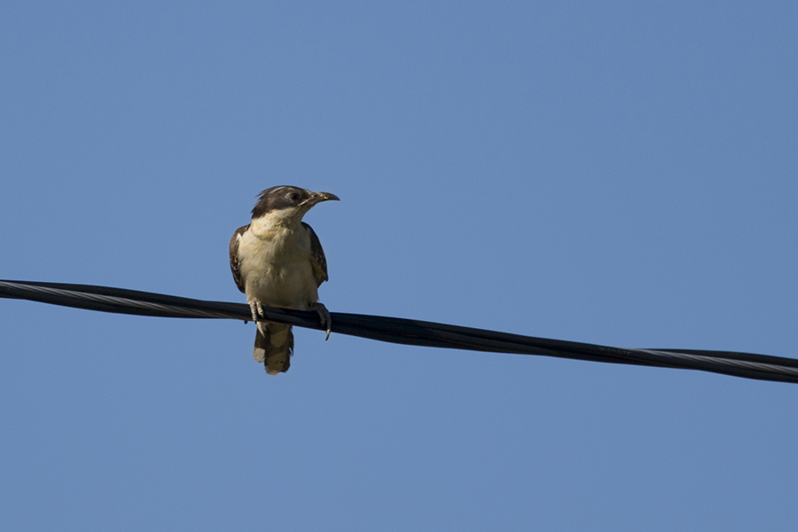 Great Spotted Cuckoo