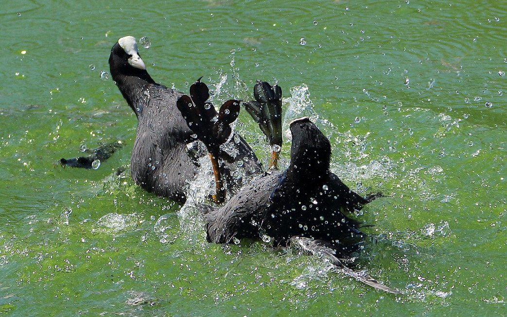 Eurasian Coot