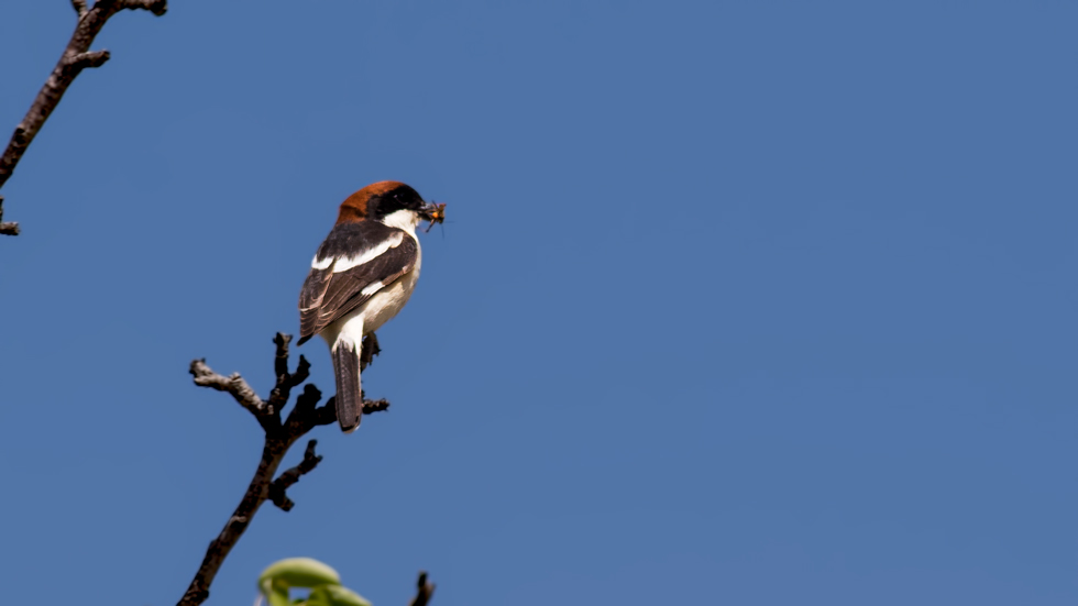 Woodchat Shrike
