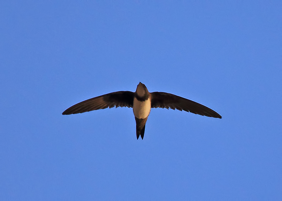 Alpine Swift