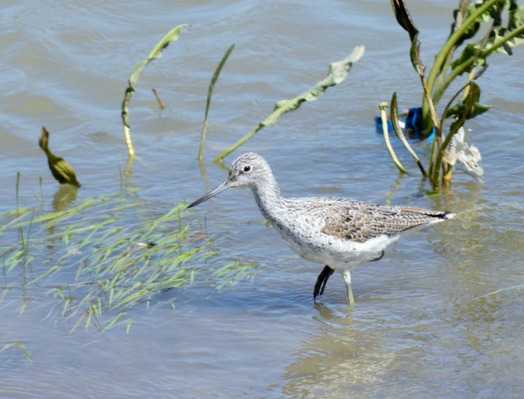 Common Greenshank