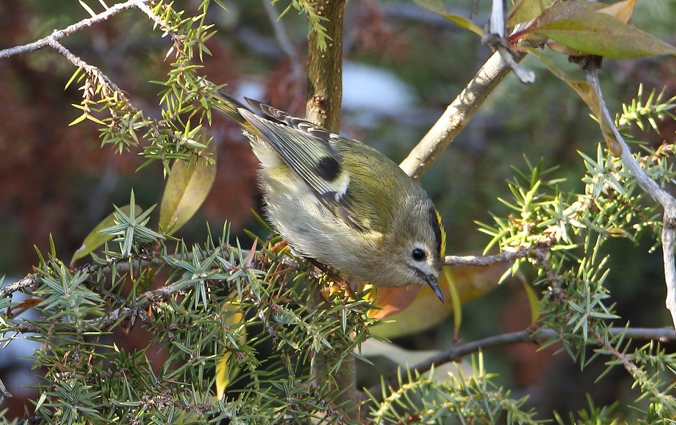 Goldcrest