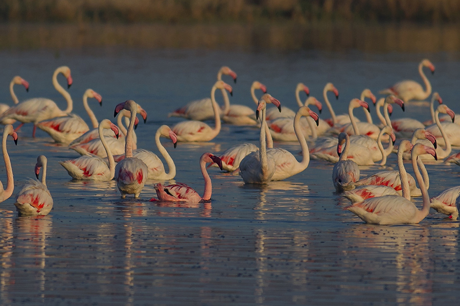 Küçük flamingo