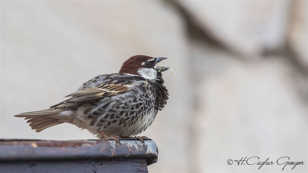 Spanish Sparrow