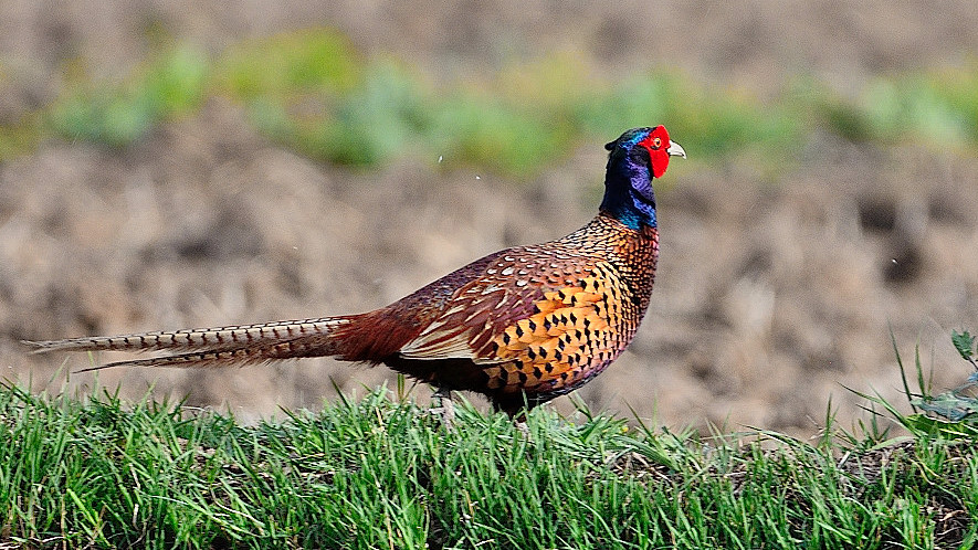 Common Pheasant