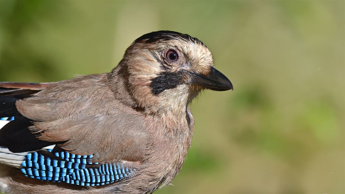 Eurasian Jay