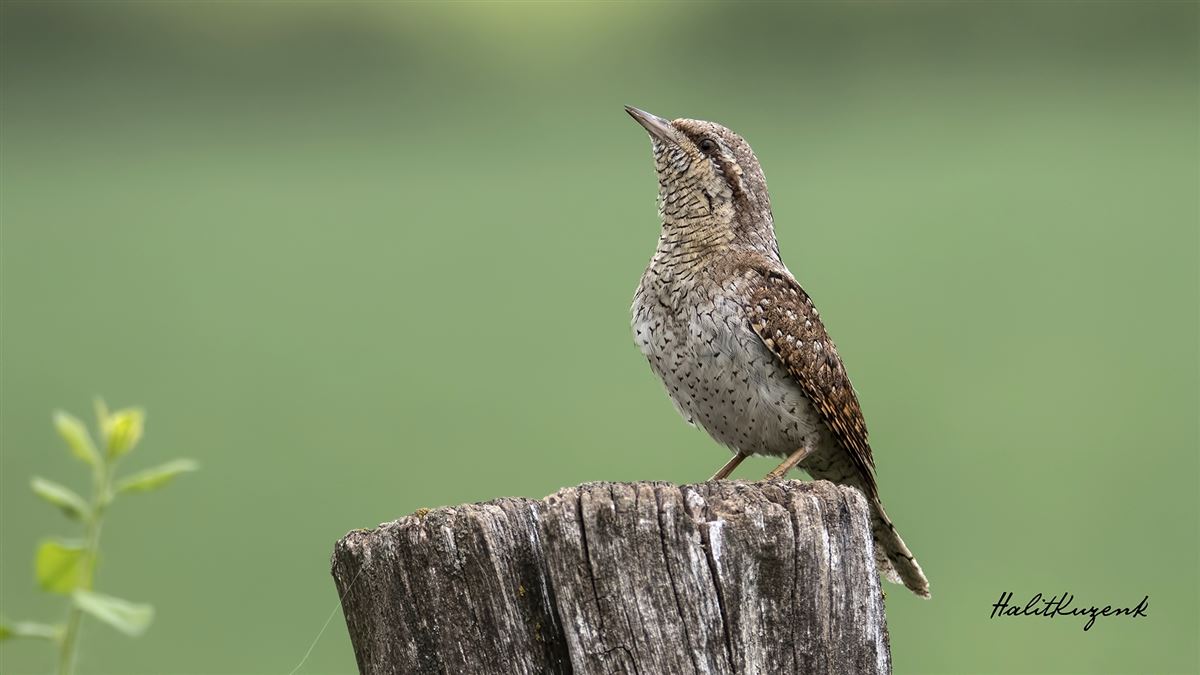 Eurasian Wryneck