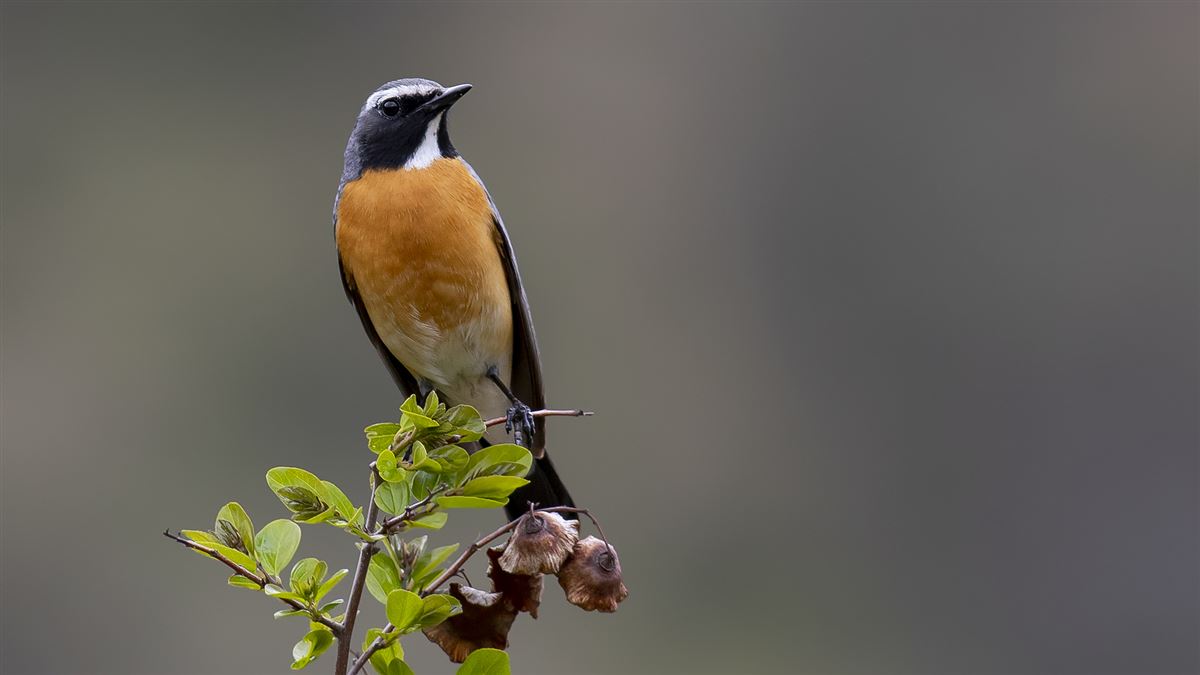 White-throated Robin