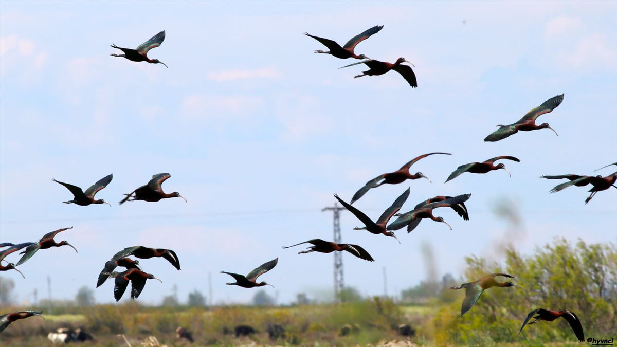 Glossy Ibis