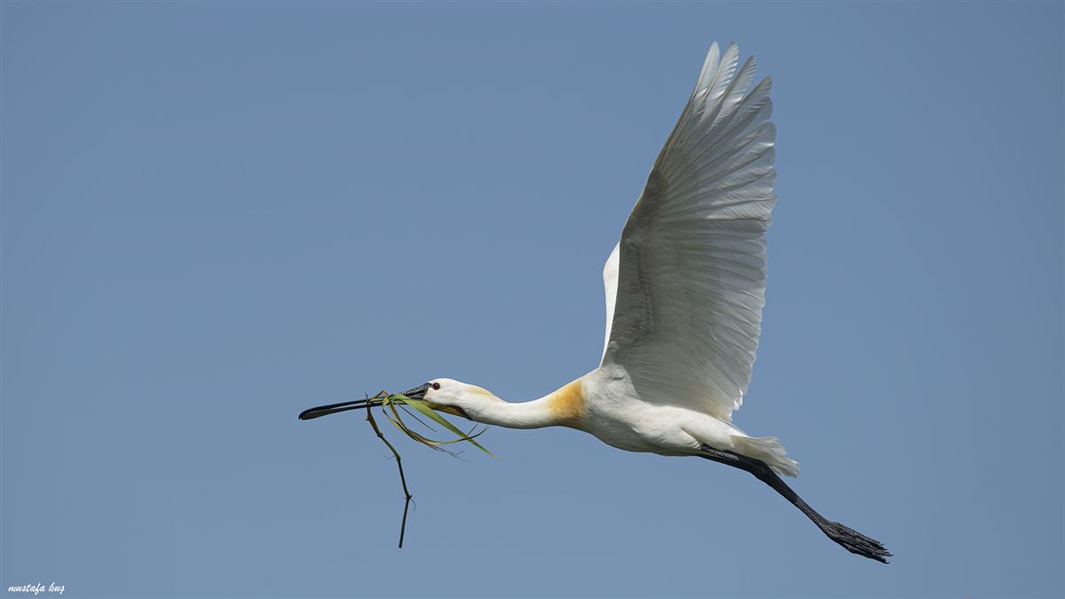 Eurasian Spoonbill