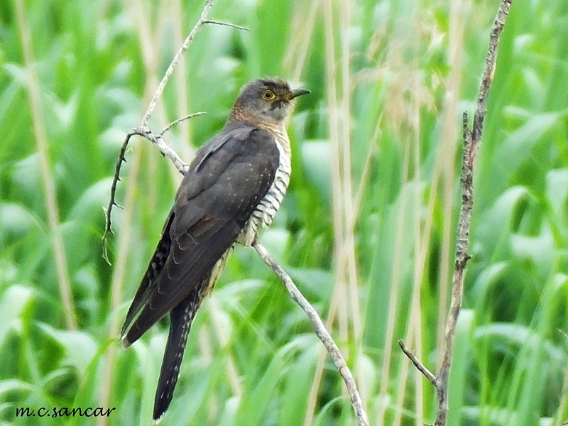 Common Cuckoo