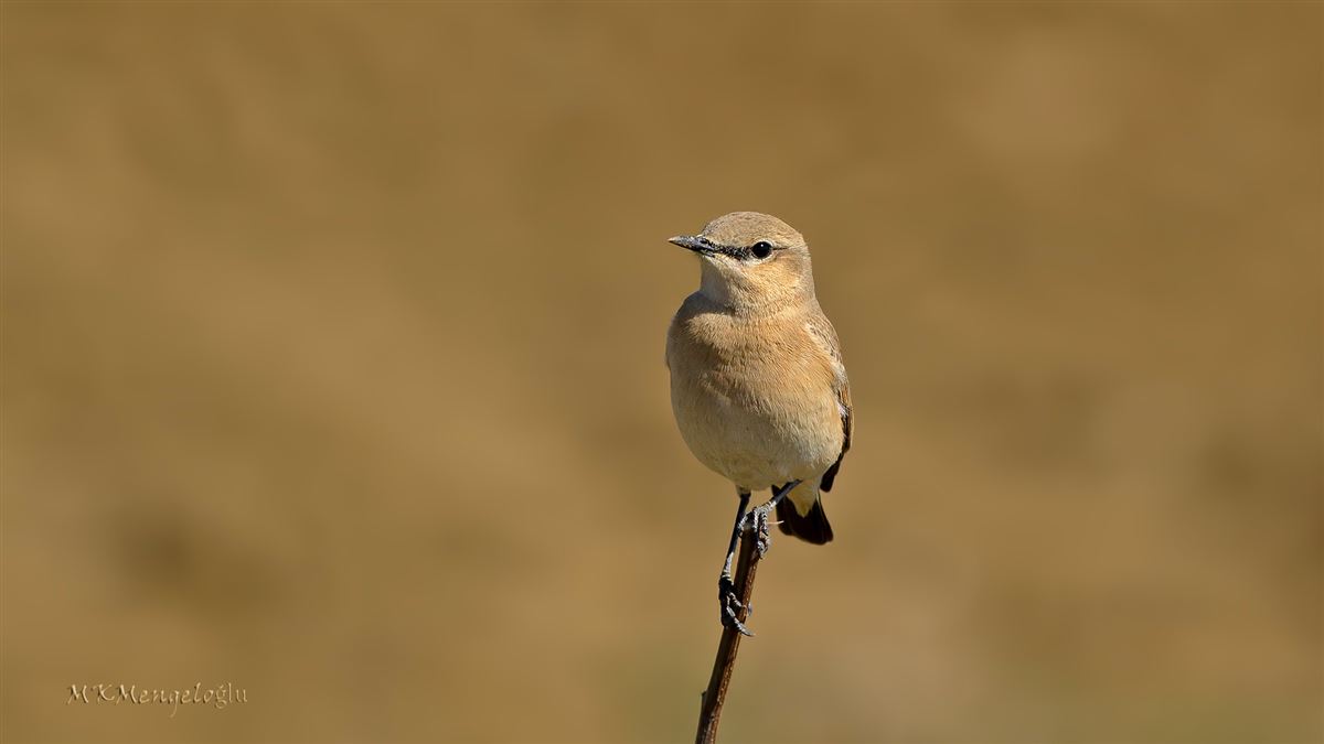 Isabelline Wheatear