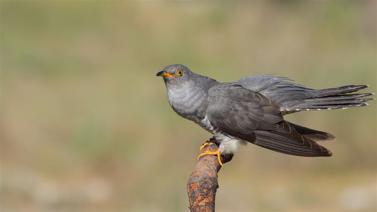Common Cuckoo