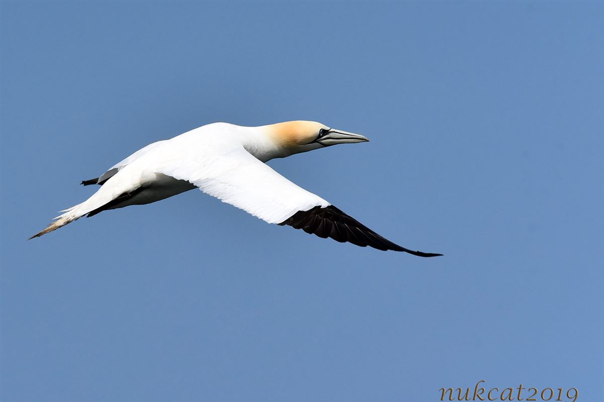Northern Gannet