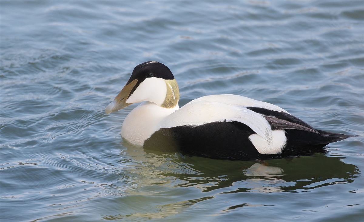 Common Eider