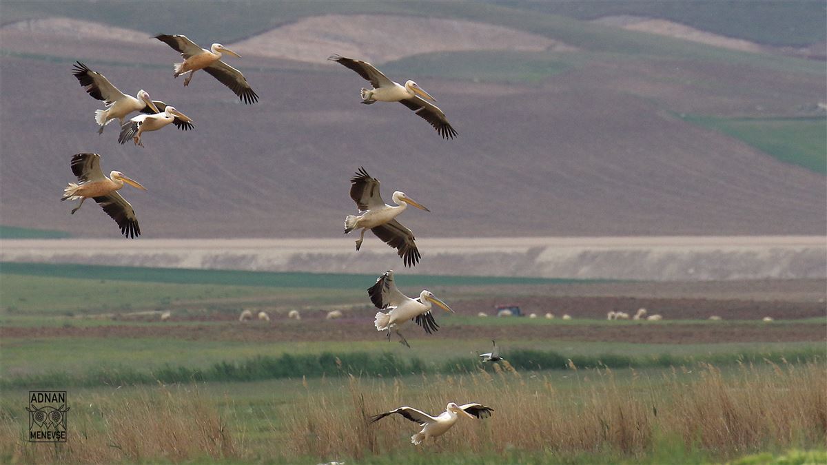 Great White Pelican