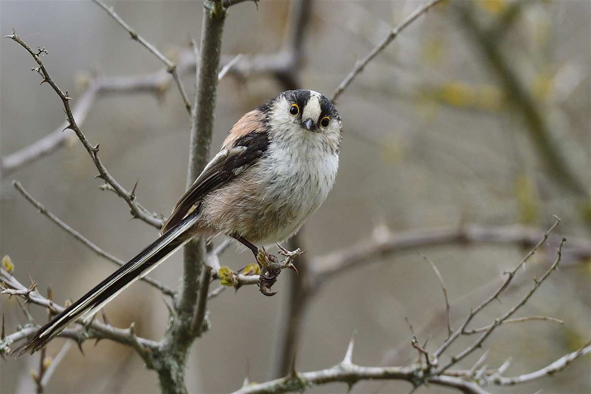 Long-tailed Tit