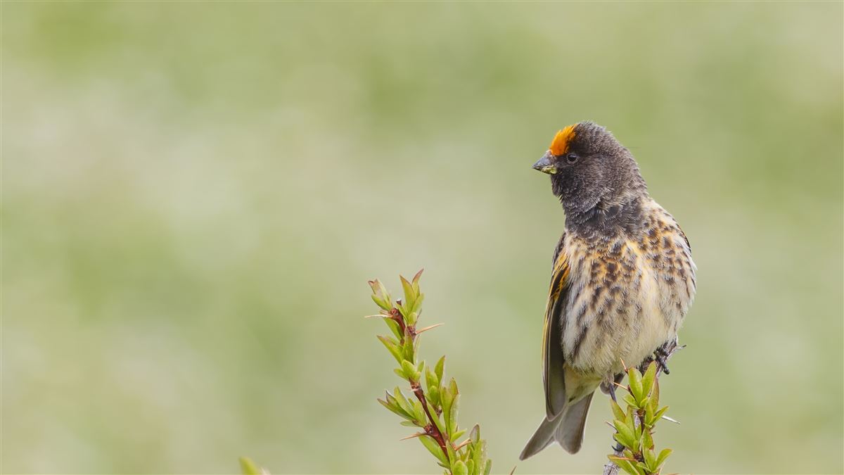 Red-fronted Serin
