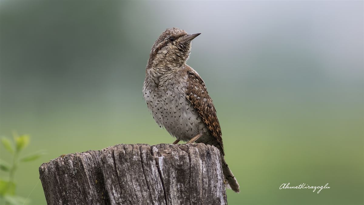 Eurasian Wryneck