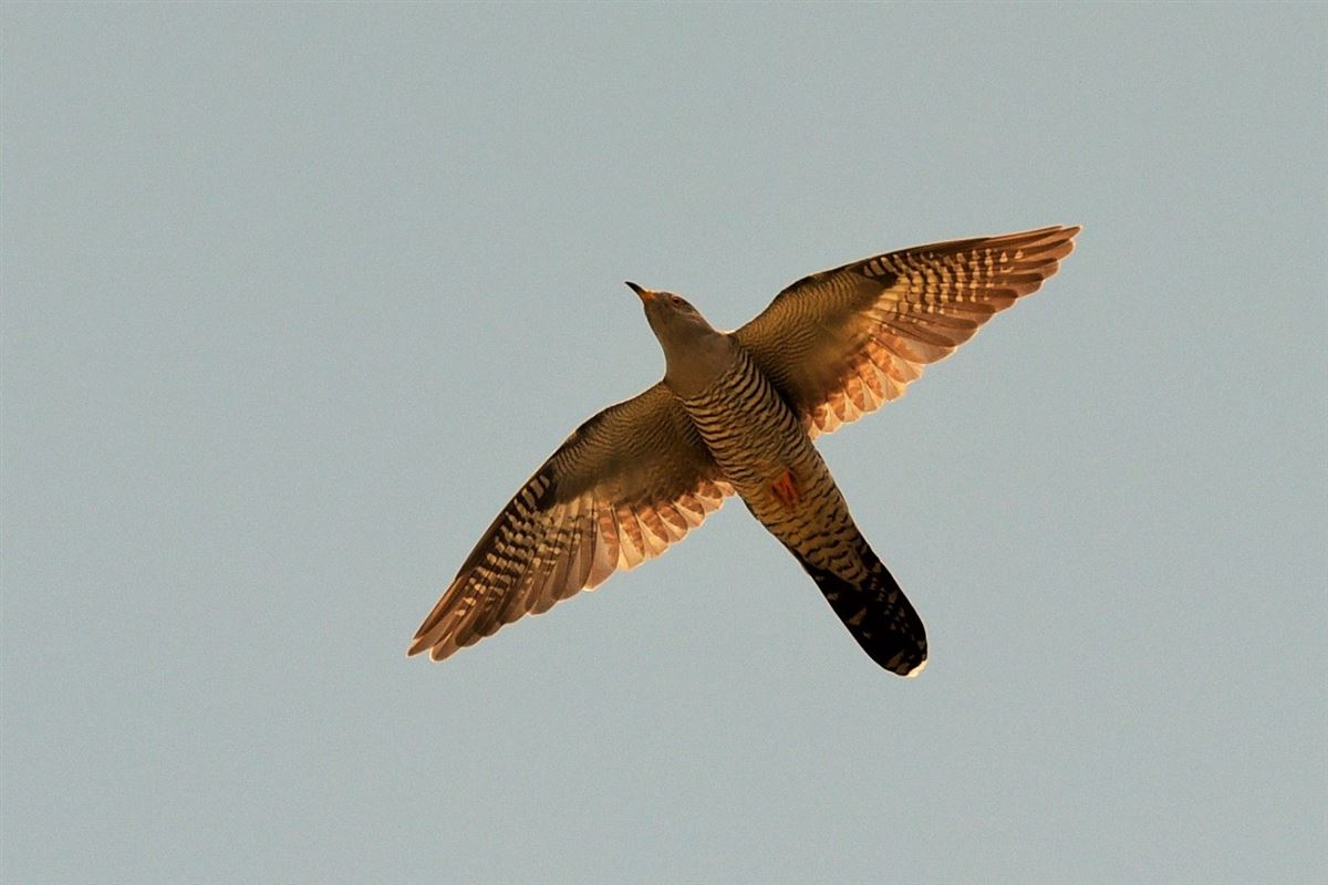 Common Cuckoo