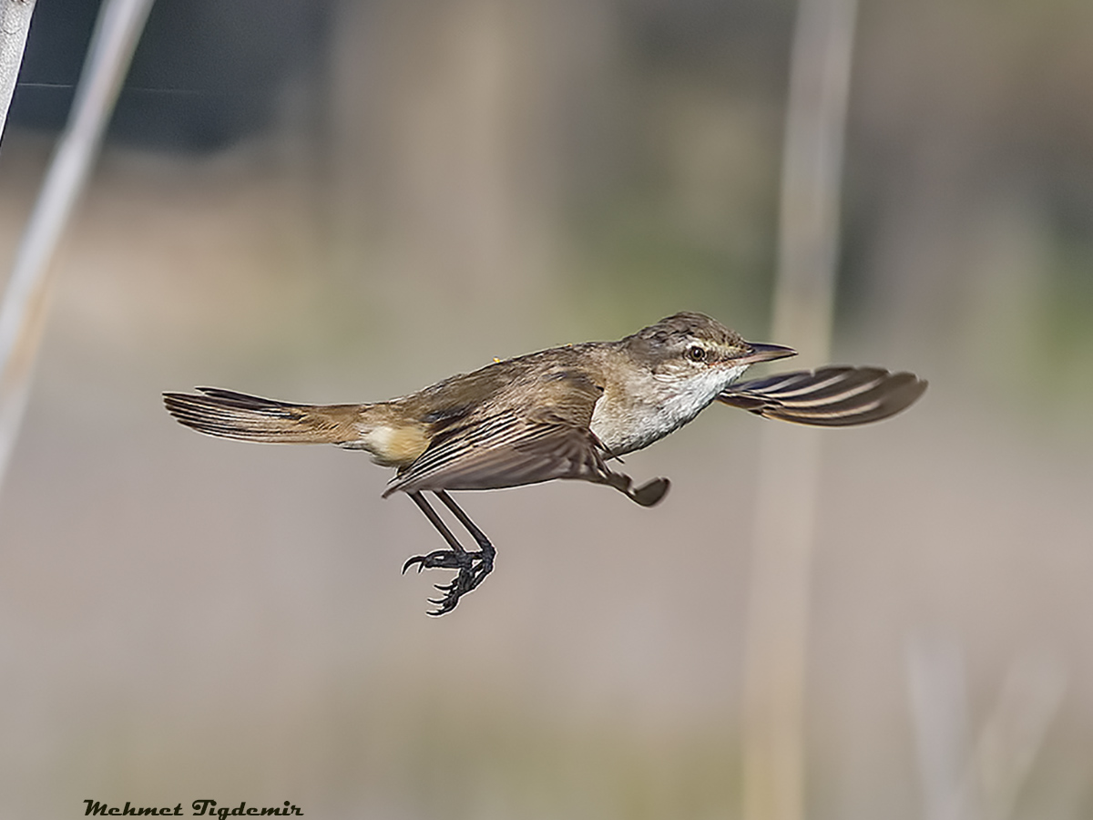 Great Reed Warbler