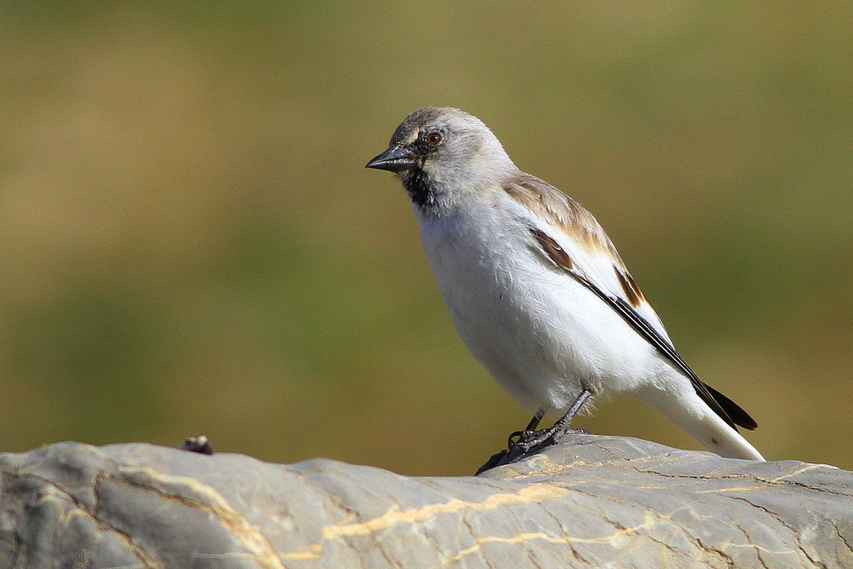 White-winged Snowfinch