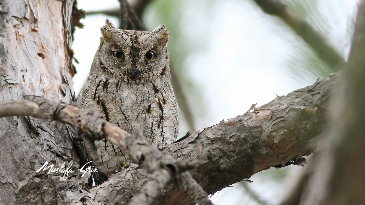 Eurasian Scops Owl