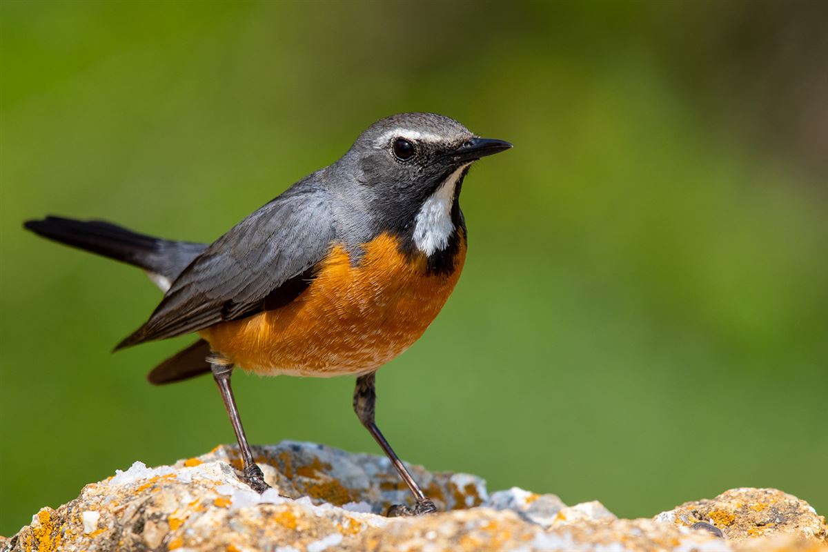 White-throated Robin