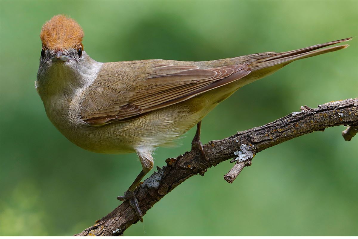 Eurasian Blackcap
