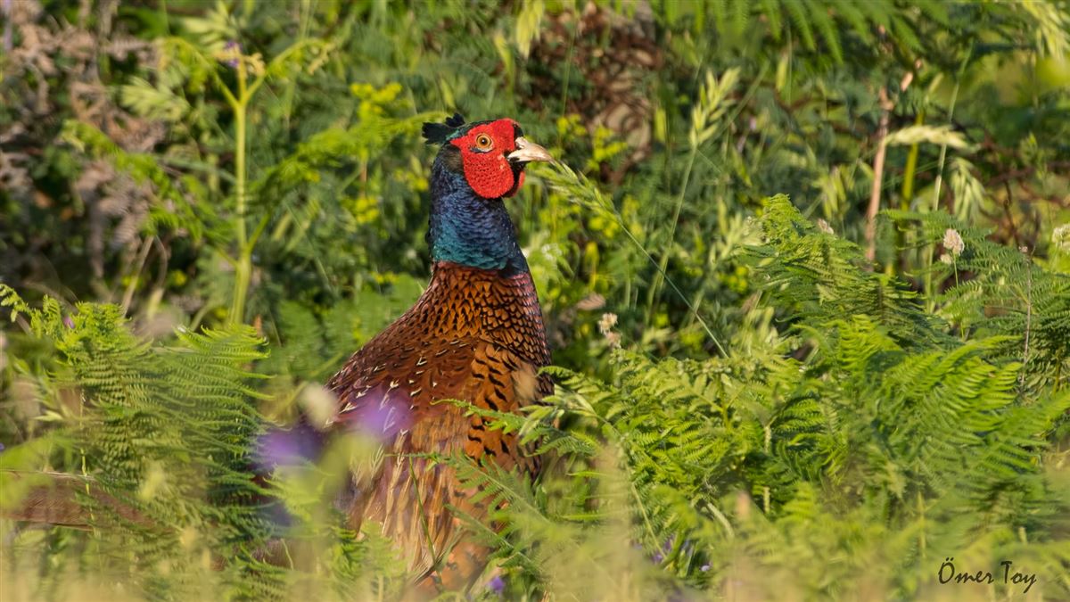Common Pheasant