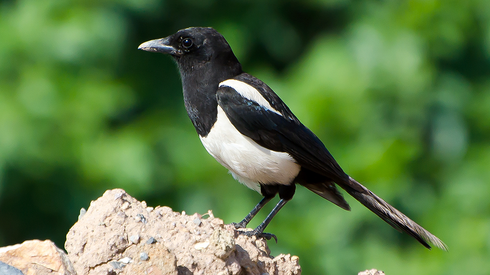 Eurasian Magpie