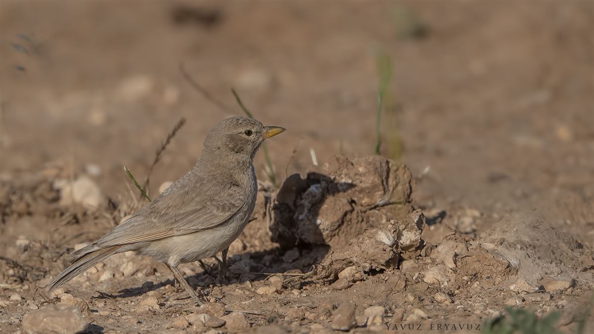 Desert Lark