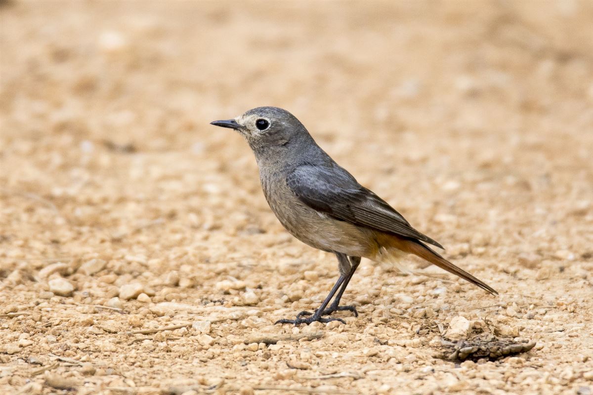 Black Redstart